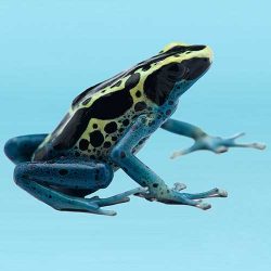Amphibian and Turtle Foods, Vitamins and Supplements