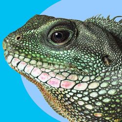 arcadia reptile supplements