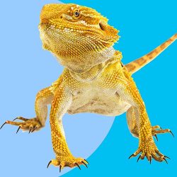 Bearded Dragon Foods And Vitamins