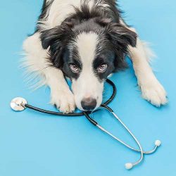 Dog Healthcare and Remedies