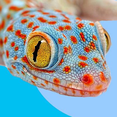 Gecko Foods, Vitamins and Supplements