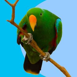 Parrot And Bird Lighting