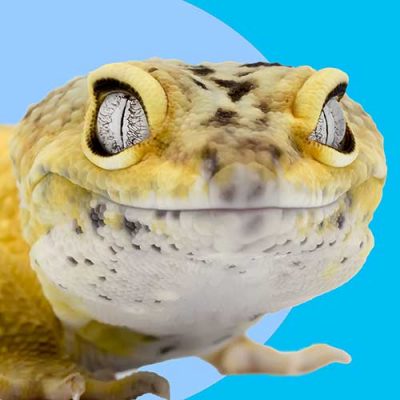 Repashy All-In-One Supplements