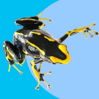 Repashy Reptile Vitamin Supplements