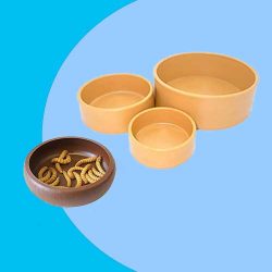 Reptile Water Dishes And Feeding Bowls