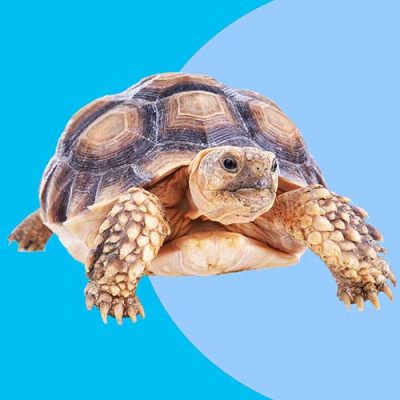 Tortoise Foods And Supplements