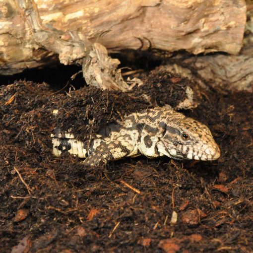Habistat Jungle Bio Reptile Substrate