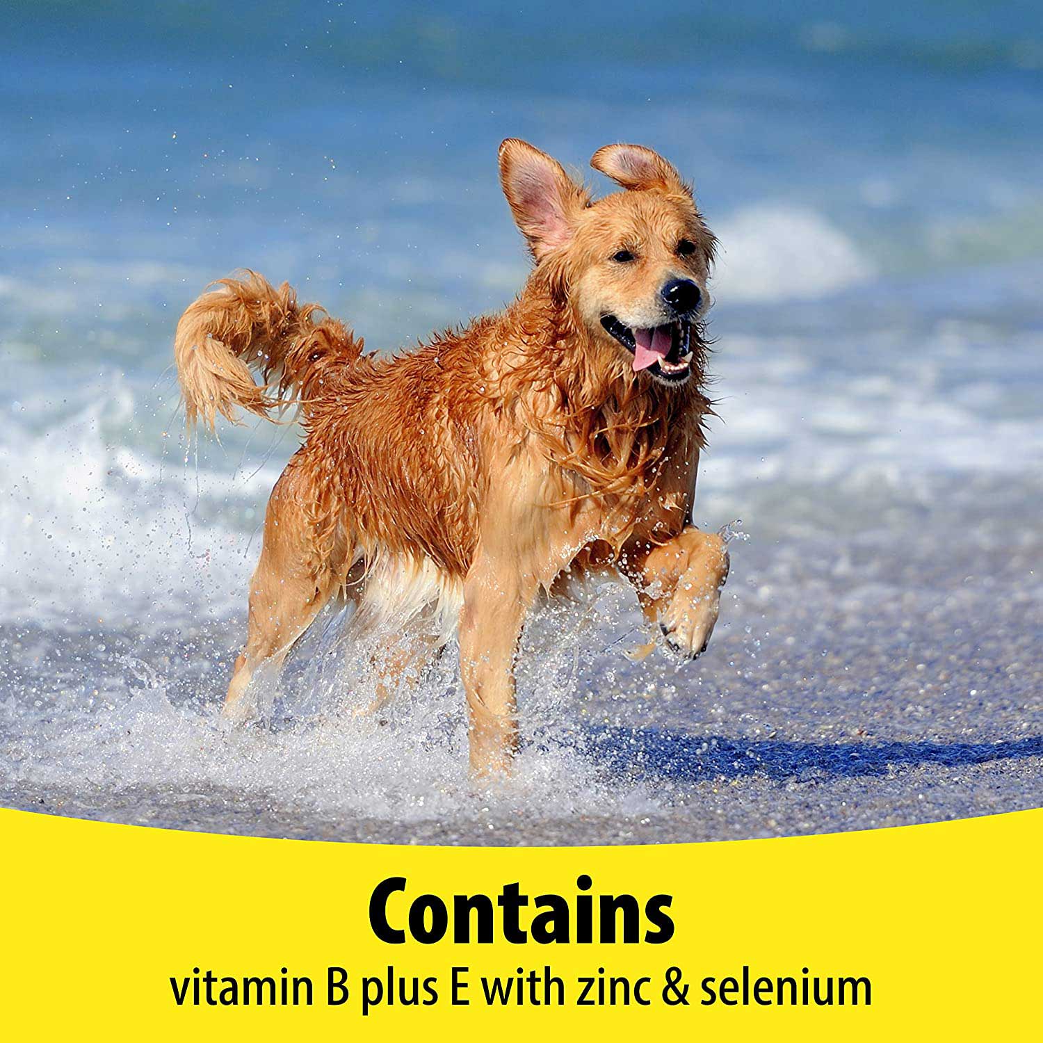 Can Dogs Have Zinc Tablets